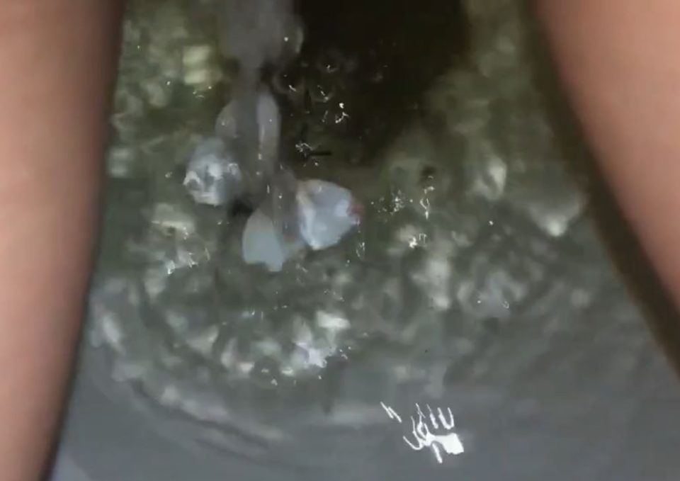 Girl Pisses on a Butterfly in the Toilet