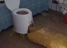 The Life of a Living Toilet Slave Bitch