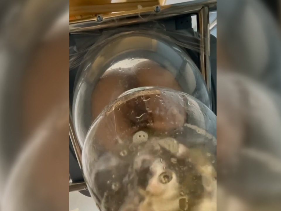 Femdom pissing POV